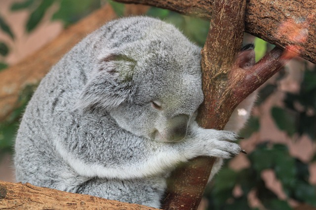 koala